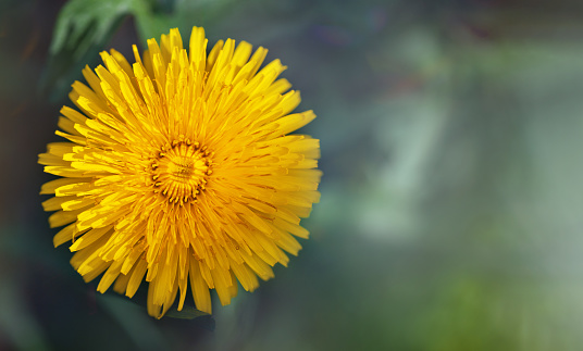 dandelion meadow, yellow blooming in spring time, country hills in the background, blue and cloudy sky