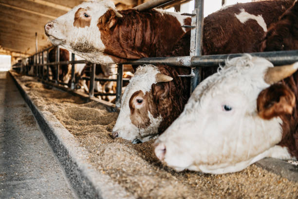 fermez-vous vers le haut des veaux sur la ferme animale mangeant la nourriture. concept de l’industrie de la viande. - cattle shed cow animal photos et images de collection