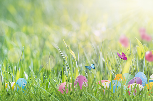 Happy Easter background or greeting card. Easter eggs are painted in pastel colors in the grass and colorful butterflies flutter on a green meadow on a sunny day. Easter egg hunt concept. Selective focus.