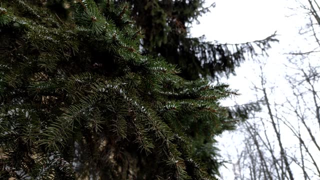 Close-up of green spruce branches covered with snow on a cloudy winter day.