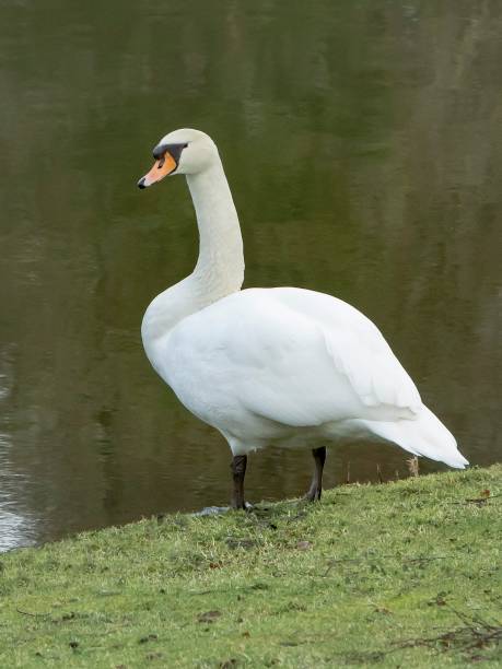 istock Standing Male Swan. 1371595305