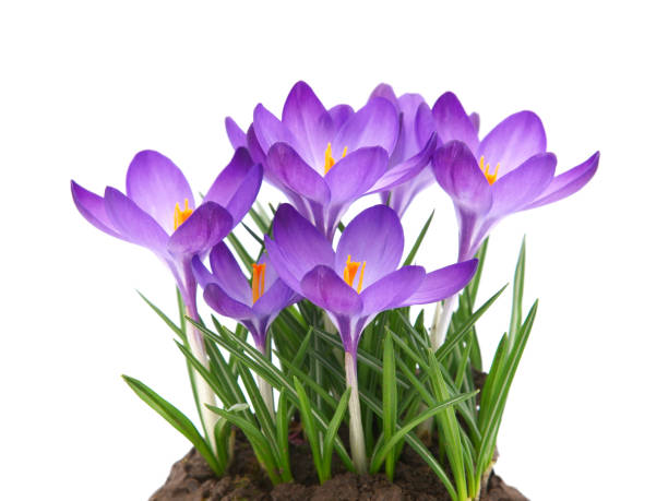 Spring flowers of Whitewell Purple or Early Crocus, Crocus tommasinianus Spring flowers of Whitewell Purple or Early Crocus, Crocus tommasinianus, floral card crocus tommasinianus stock pictures, royalty-free photos & images