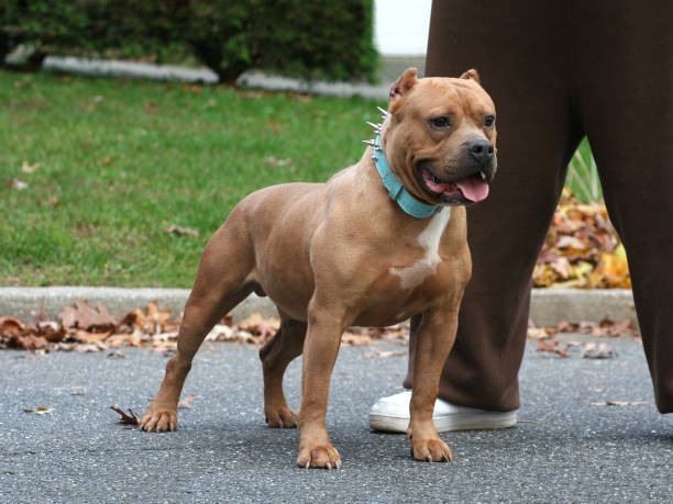istock Male purebred American Bully dog 1371598582