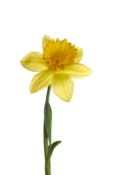 istock Spring yellow daffodil flower isolated on white background. 1371599636