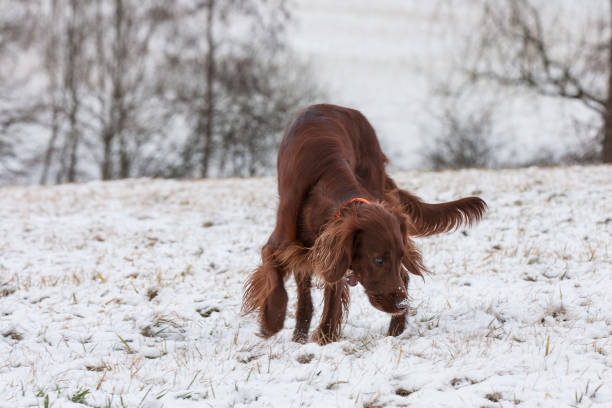 Irish Setter tried to pick up the scent. Irish Setter is pursuing a scent on the snow covered meadow. irish red and white setter stock pictures, royalty-free photos & images