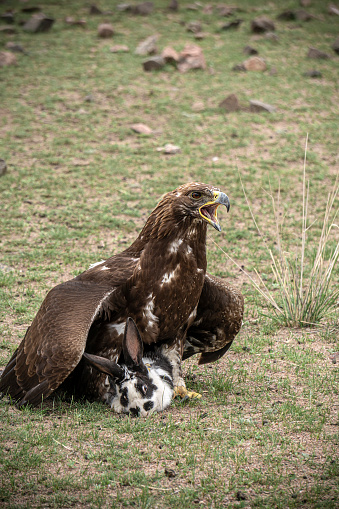 An eagle hunting a rabbit.
