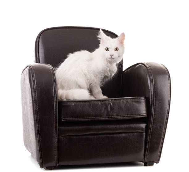 istock Young maine coon cat sitting on a chair 1371603130