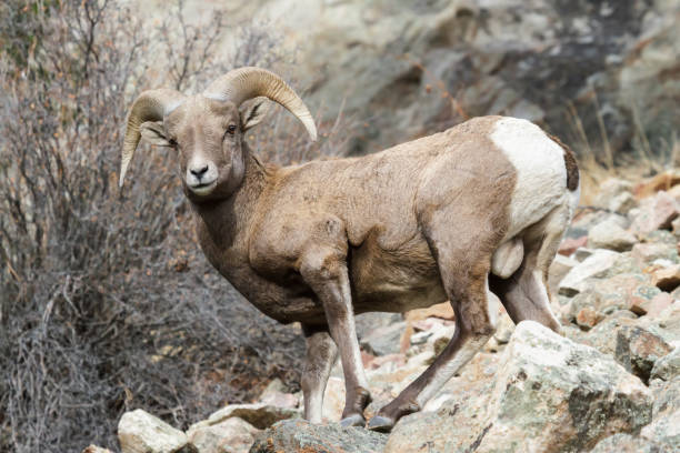 istock Colorado Rocky Mountain Bighorn Sheep 1371603730