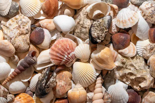 Photo of Seashells background, summer concept. Variety of shells