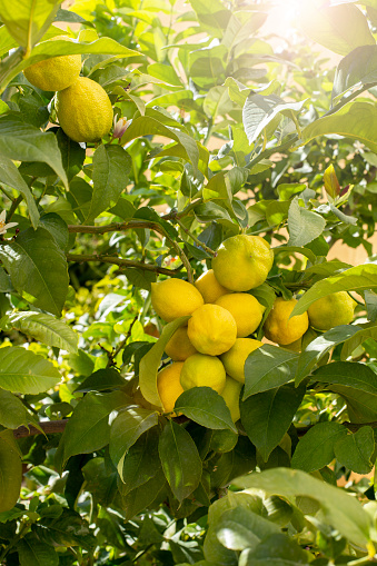Lime Bush. Limes growing on the bush. Selective focus