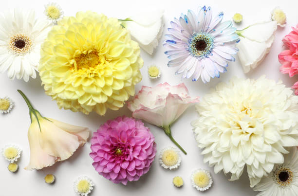 istock Beautiful dahlia, eustoma and gerbera flowers on white background, flat lay 1371604324