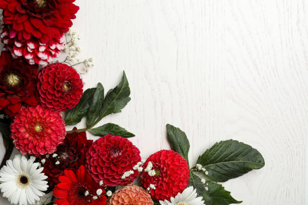 istock Flat lay composition with beautiful dahlia flowers on white wooden background. Space for text 1371604401