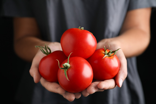 Farmer holding fresh ripe tomatoes, closeup view