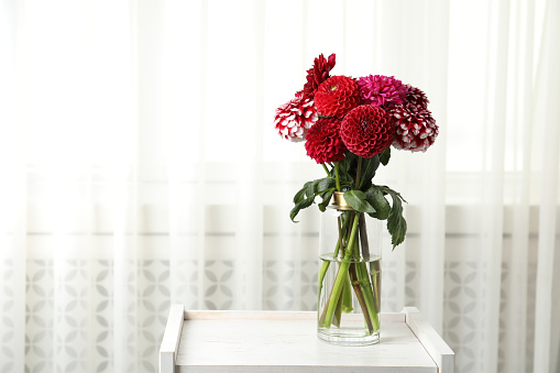Beautiful dahlia flowers in vase indoors. Space for text