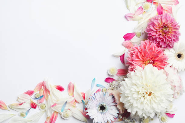 istock Beautiful dahlia and gerbera flowers on white background, flat lay. Space for text 1371606969
