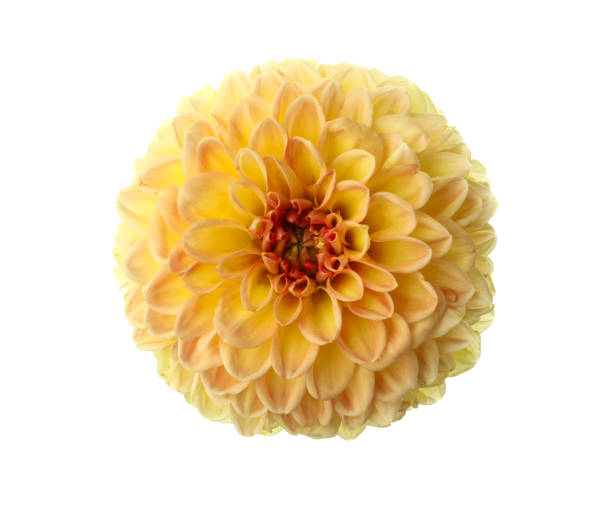 istock Beautiful yellow dahlia flower isolated on white 1371608488