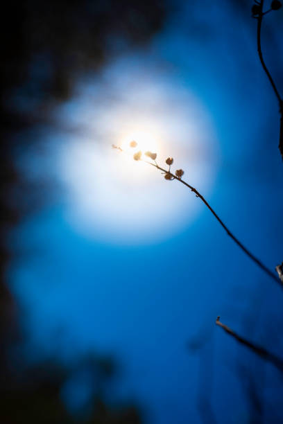 High contrast nature backdrop in spooky mood