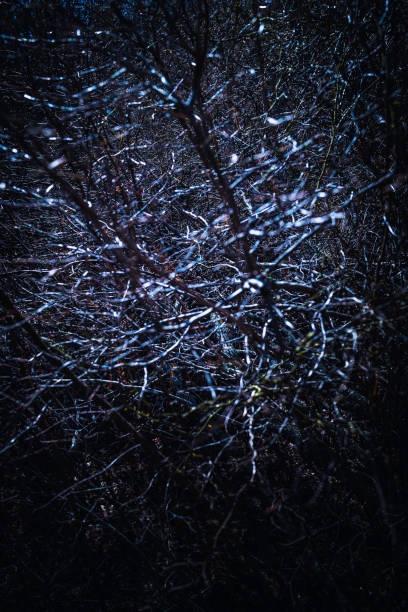 Looking up at tall hardwood trees