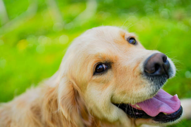 istock A golden retriever dog close-up smiling 1371611099