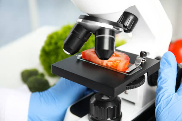 istock Scientist inspecting slice of tomato with microscope in laboratory, closeup. Poison detection 1371611781