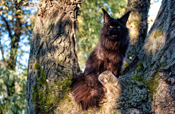 istock A big black maine coon cat sitting on a tree. 1371613411