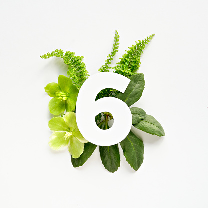 Number six, cut out of white paper. White and green helleborus winter rose flowers, fern leaves below 6 shape. Floral arrangement, square flat lay on off white paper. Monochromatic look.