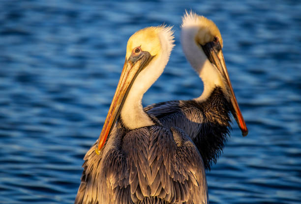 istock Pelicans on the Water 1371619832