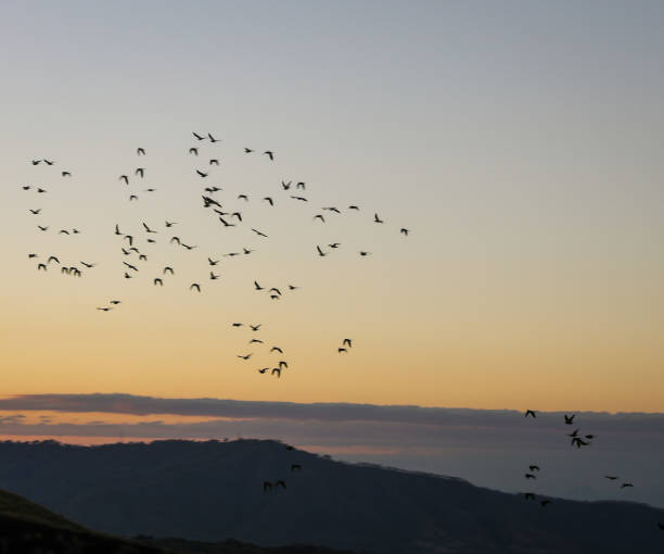 istock Parakeets in Flight, Masaya Volcano, Granada, Nicaragua 1371619840