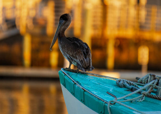 istock Pelicans on the Water 1371620328