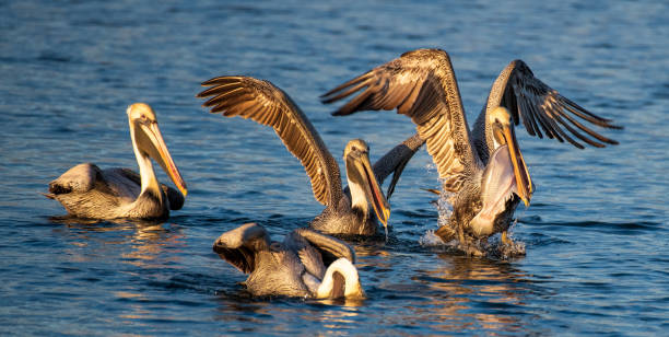 istock Pelicans on the Water 1371621747