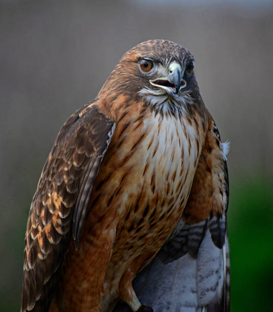 rotschwanzbussard nach vorne gerichtet - habichtartige stock-fotos und bilder