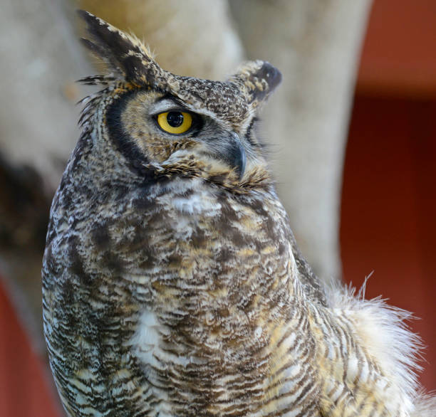istock Great Horned Owl Turning Head 1371621890