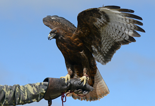 Golden Eagle flapping wings while perched on handler's glove.