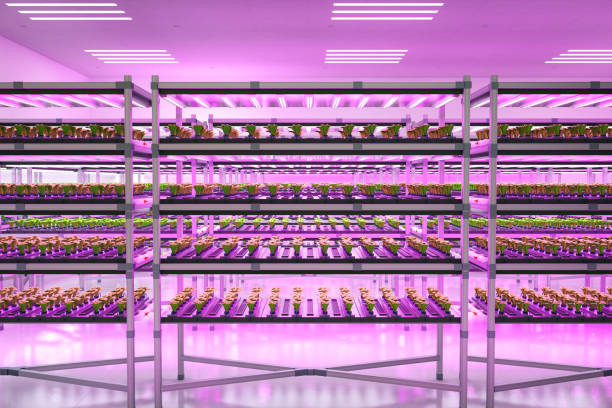 istock indoor farm system raised plants on shelves growth with led light 1371622011