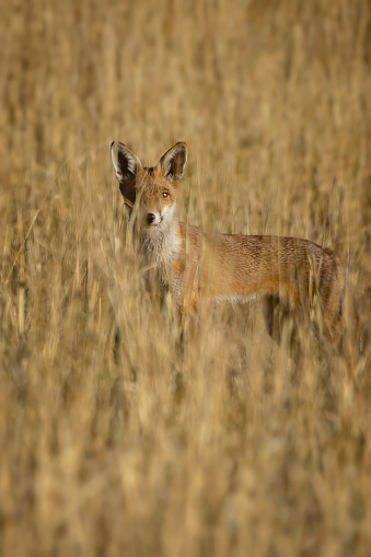 Red fox hiding in tall grass in Central Victoria