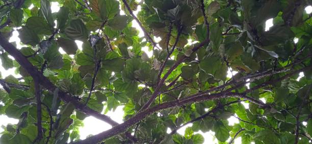 árbol de hojas frondosas - arrepollado de las hojas fotografías e imágenes de stock