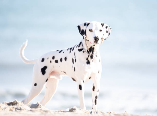 Dalmatian on the Beach stock photo