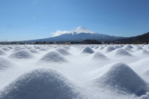 mount Fuji and snow covered flower garden (lake kawaguchi)