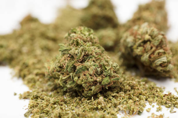 istock medical marijuana buds, isolated on white background 1371635446