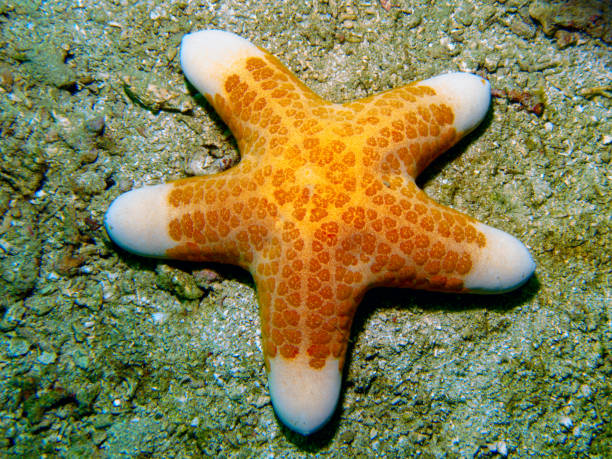istock Underwater corals and fishes 1371637651