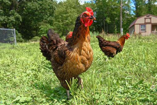 A red chicken on free range with a bright red comb looks at the camera for a close up on a small farm in Pennsylvania, USA.