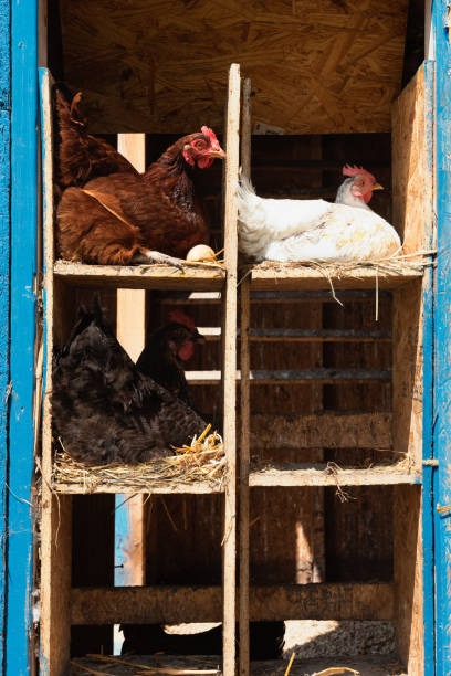 Chicken Coop, Nesting Chicken Hens Sitting On Eggs stock photo