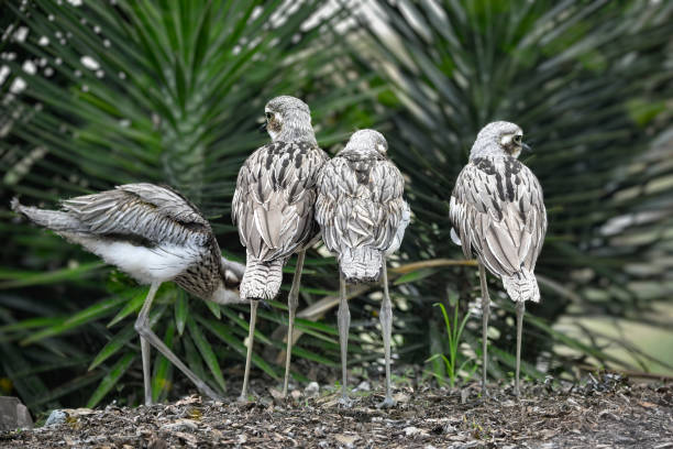 buschsteinbrachvogel (burhinus grallarius) - stone curlew stock-fotos und bilder