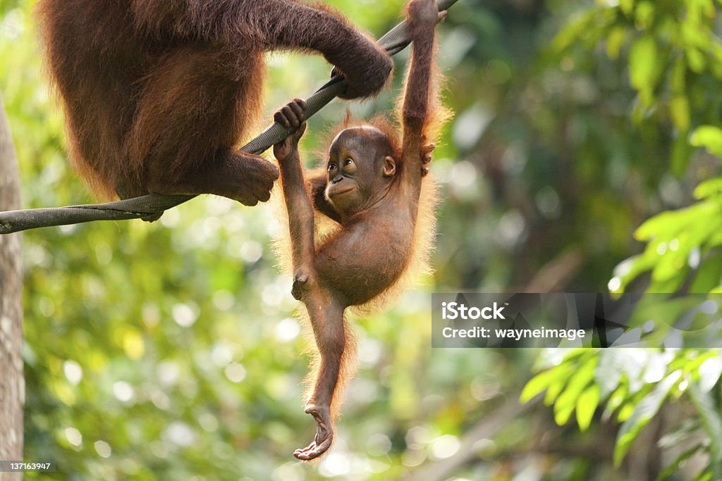 Baby Orangutan Playing A baby orangutan playing on a rope and looking at its mother. Orangutan Stock Photo