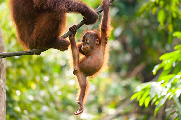 baby orangutan gra - east malaysia zdjęcia i obrazy z banku zdjęć