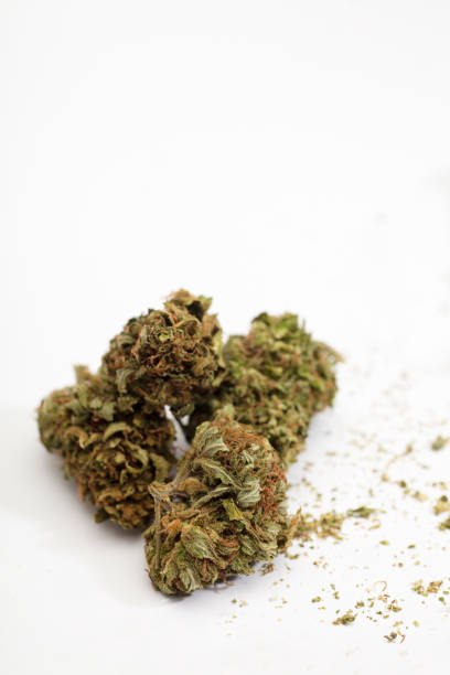 istock medical marijuana buds, isolated on white background 1371644678