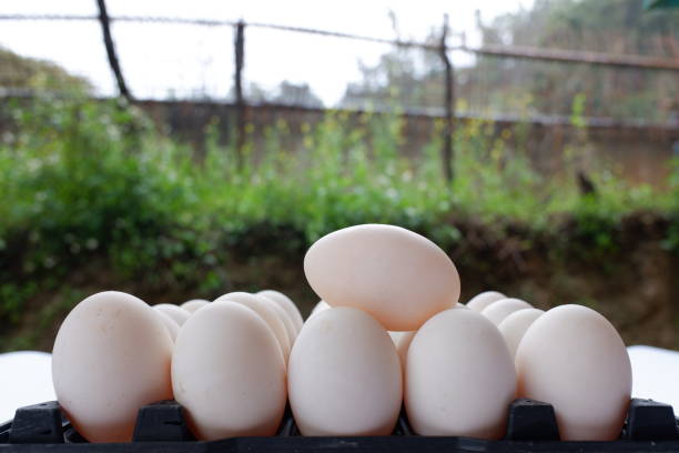 istock Several fresh duck eggs in a plastic basket on a wooden background. Healthy eating concept. Eggs background. 1371645151