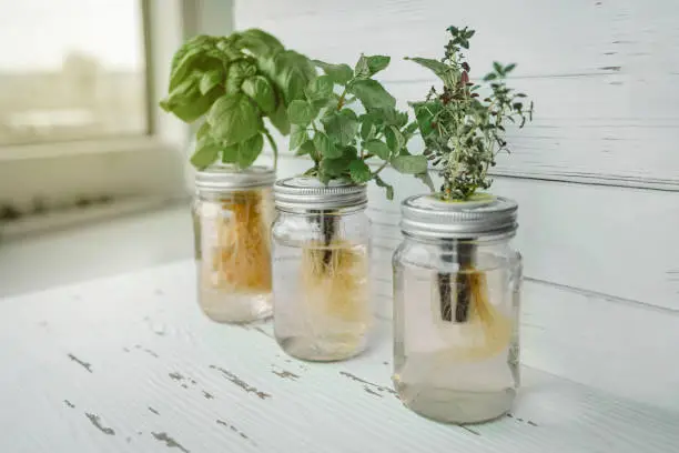 Photo of Hydroponics DIY gardening. Fresh herbs harvest at kitchen countertop by the window for sunlight. Genovese basil, mint, thyme in hydroponic kratky method jars