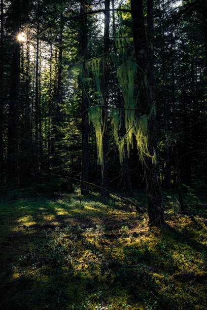 istock Dark forest,  nature view  Tillamook
State Forest, Oregon 1371646439