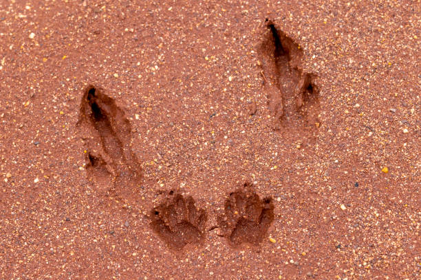 istock Kangaroo foot and paw prints 1371646680
